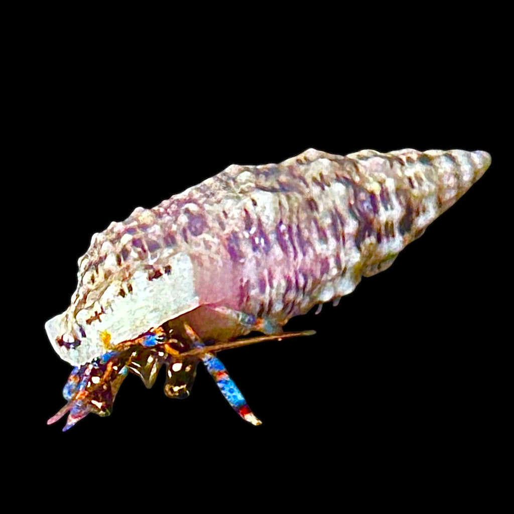 Special-15 Pack Blue Leg Hermit Crabs