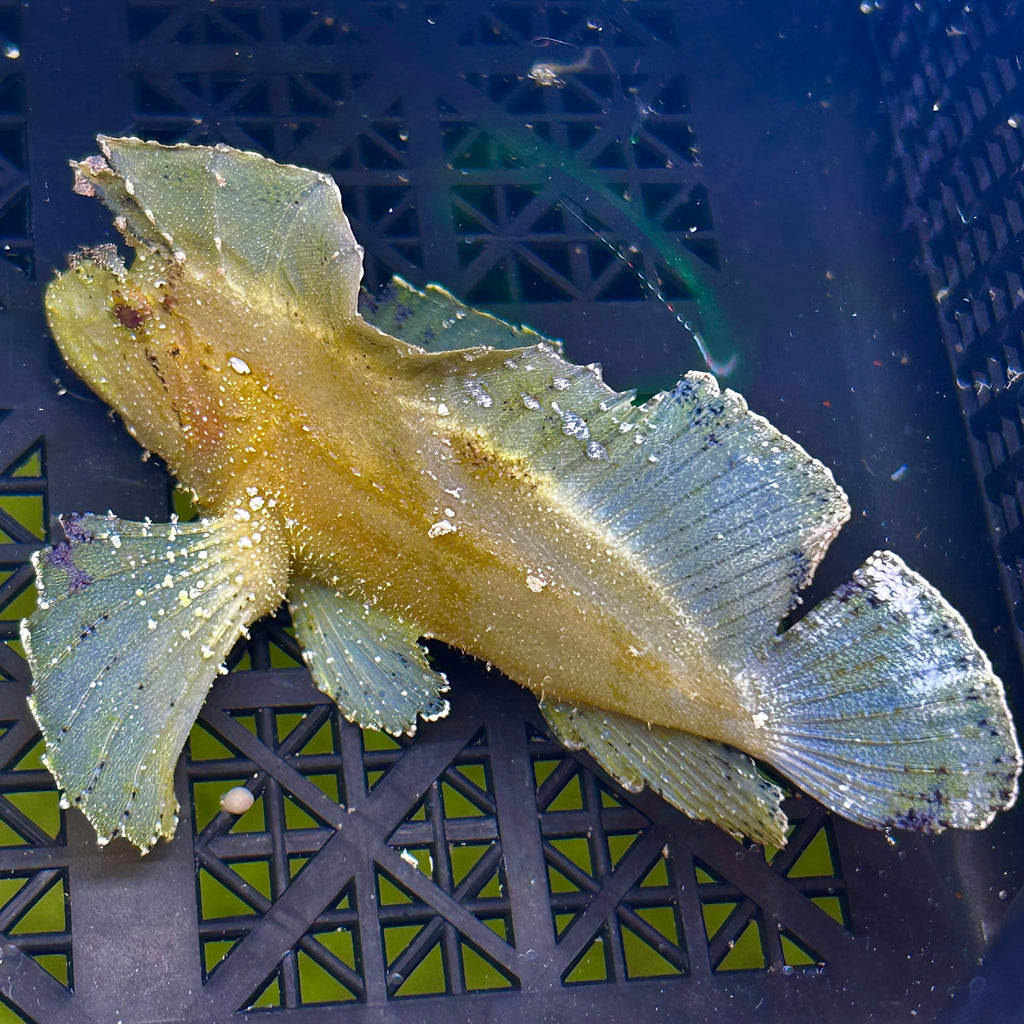 Aquarium Conditioned-Yellow Leaf Fish