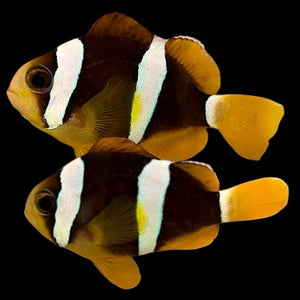 Captive Bred-Maldives Black Pearl Clarkii Clownfish Pair