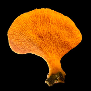 Indonesian Bright Orange Paddle Sponge