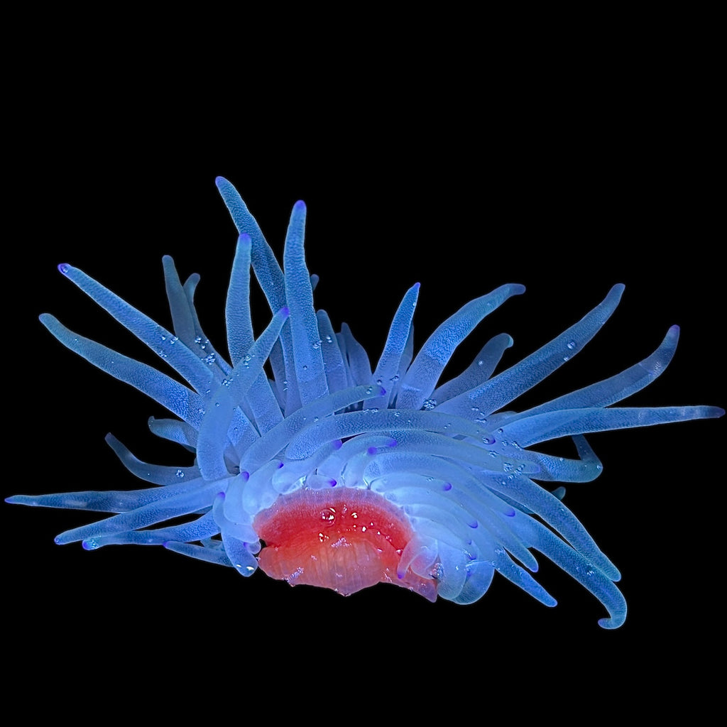 Holiday Special-Condylactus Anemone