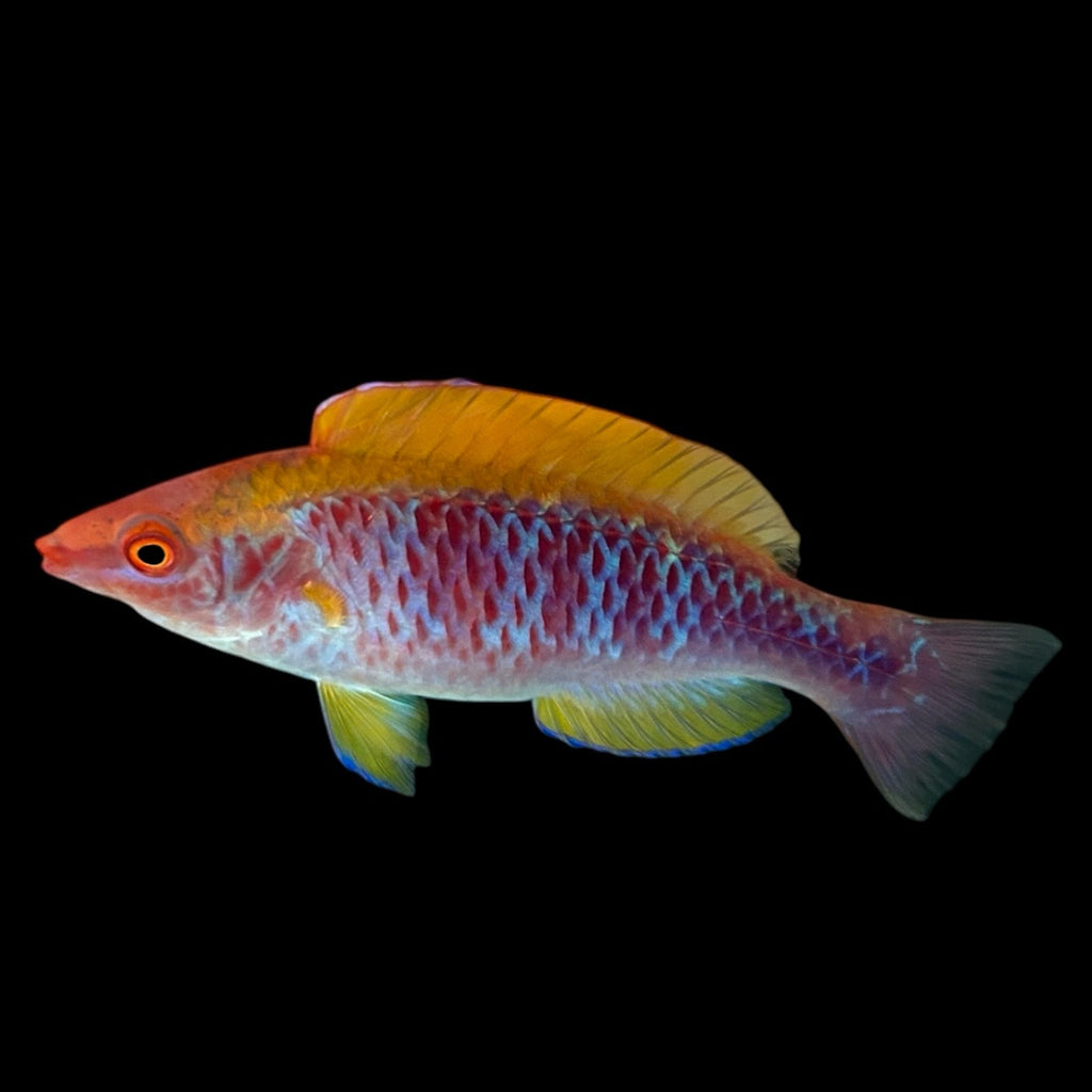 Aquarium Conditioned-Lubbock's Fairy Wrasse