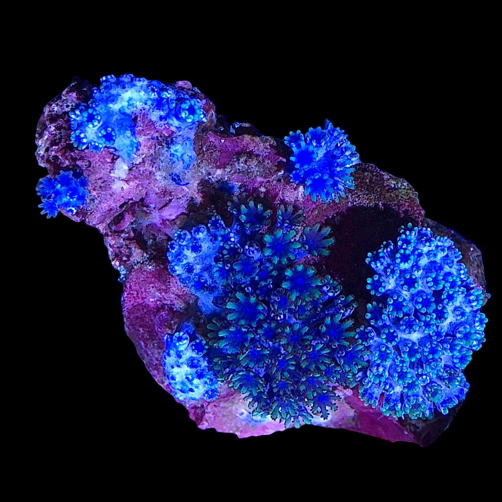 WYSIWYG Blue Sympodium Soft Coral-Frag