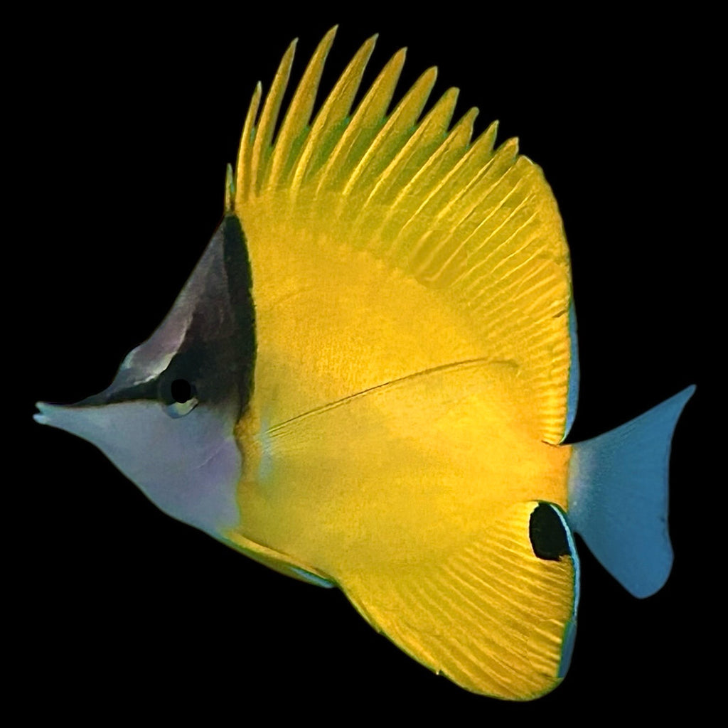 Aquarium Conditioned-Yellow Longnose Butterflyfish