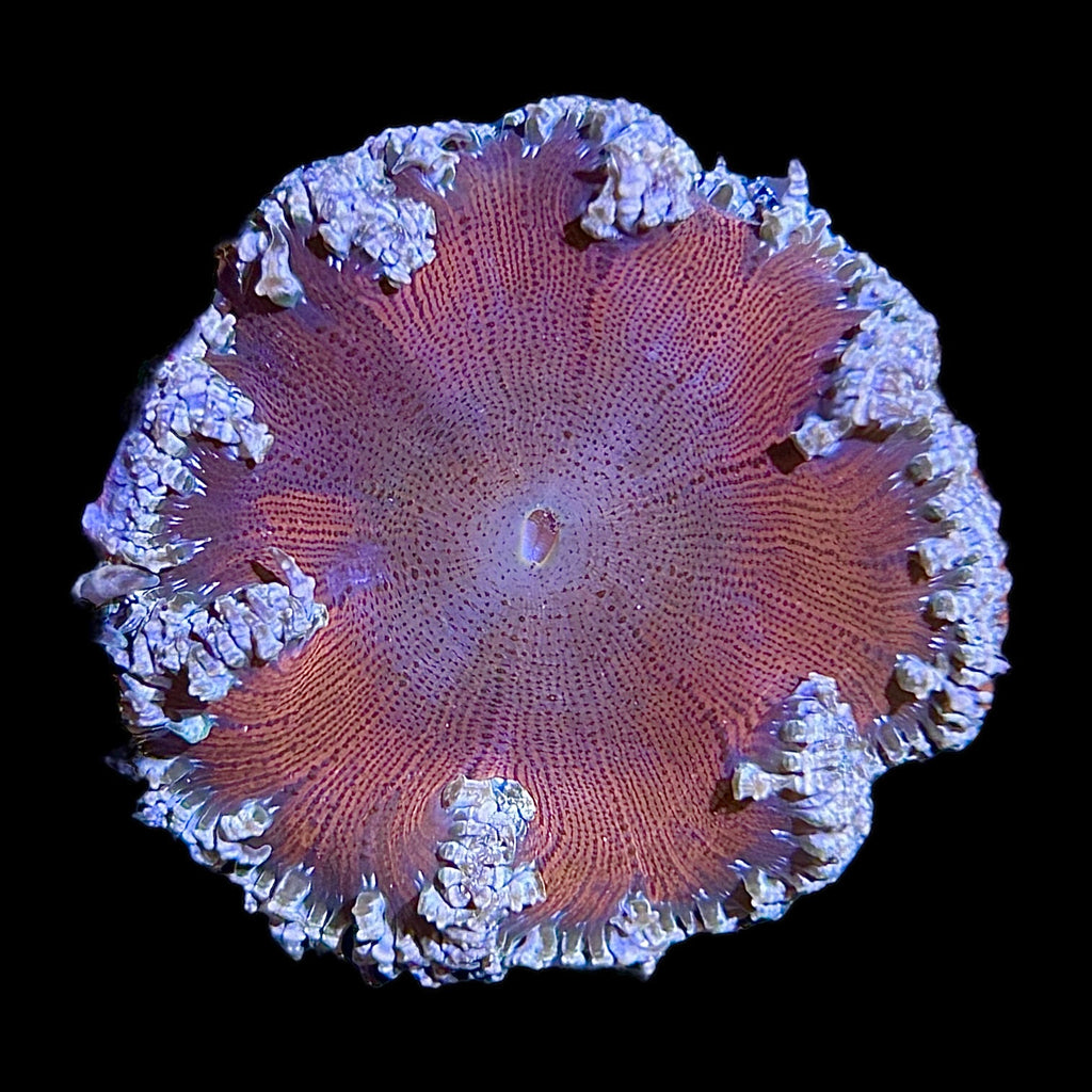 WYSIWYG Orange Center Rock Flower Anemone