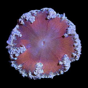 WYSIWYG Orange Center Rock Flower Anemone