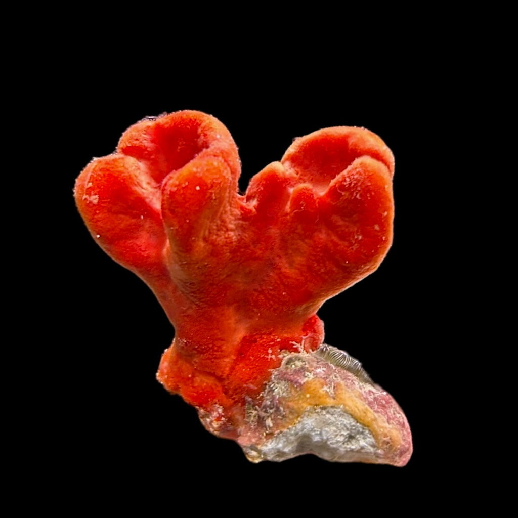 WYSIWYG Gulf Red Clumpy Sponge