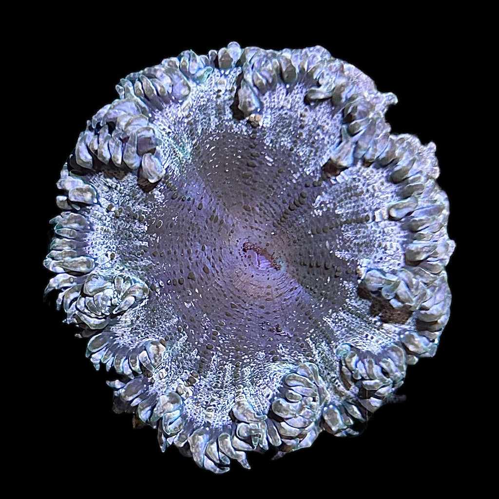 WYSIWYG Fancy Rock Flower Anemone