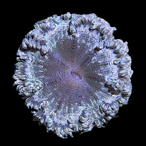 WYSIWYG Fancy Rock Flower Anemone