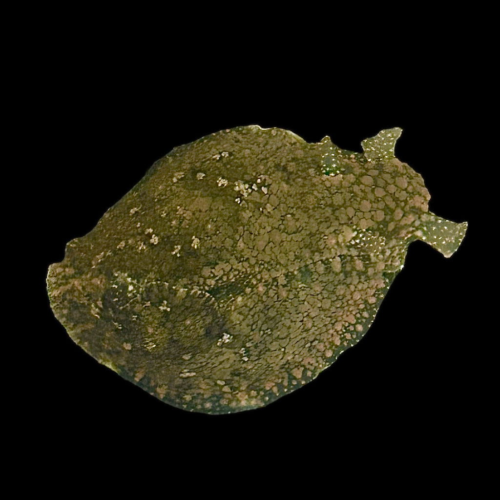Holiday Special-Cortez Dwarf Seahare (Great Algae Eaters)