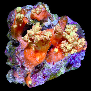 WYSIWYG Bright Orange Scleronephtya Silk Coral Colony (Non Photosynthetic)