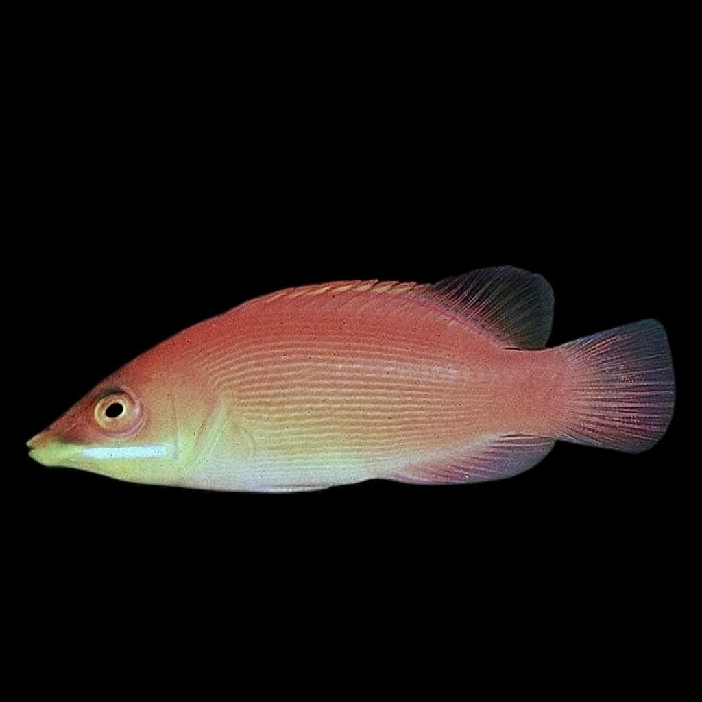 Aquarium Conditioned-Scarlet Pinstripe Wrase