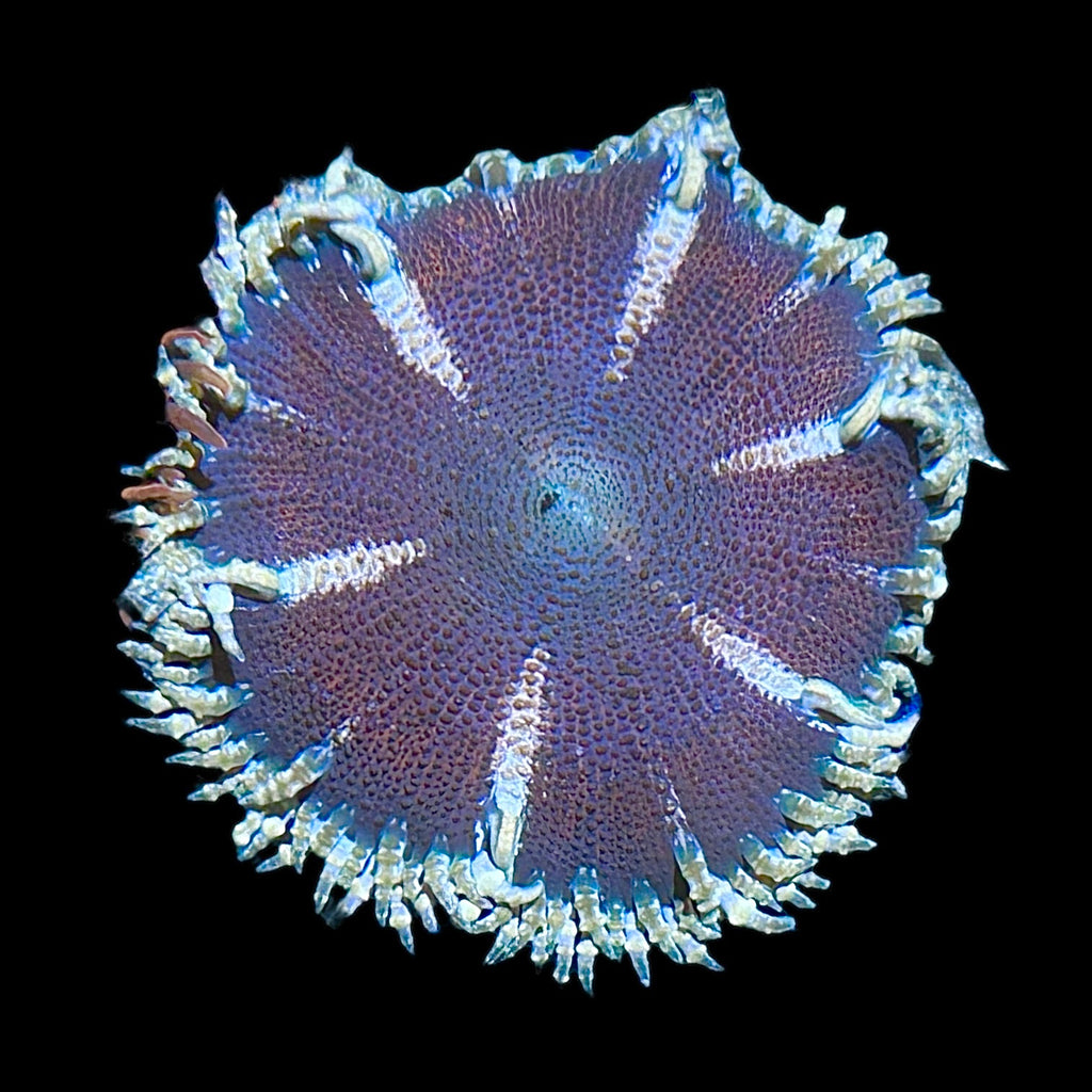 WYSIWYG Dark Rock Flower Anemone