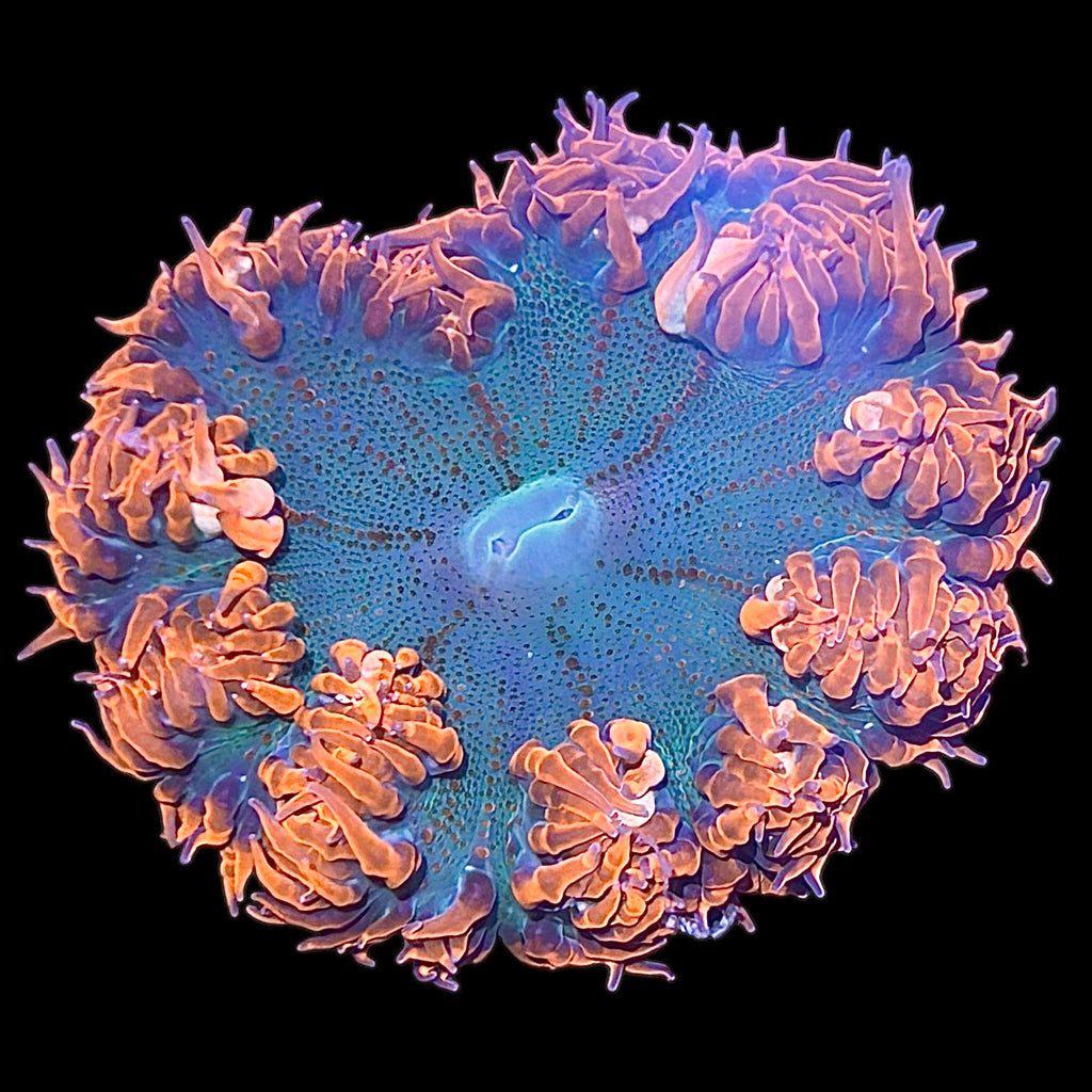 Anemones – Alyssa's Seahorse Savvy