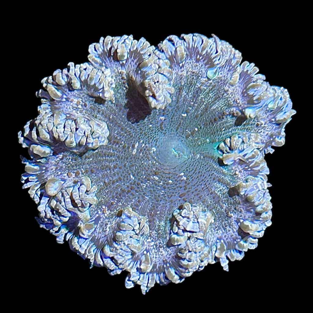 WYSIWYG Fancy Rock Flower Anemone
