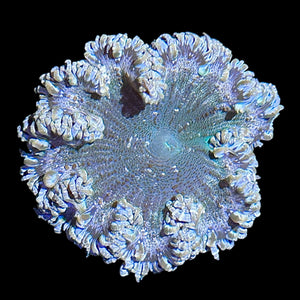 WYSIWYG Fancy Rock Flower Anemone