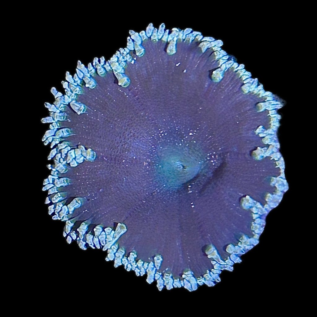 WYSIWYG Dark Rock Flower Anemone