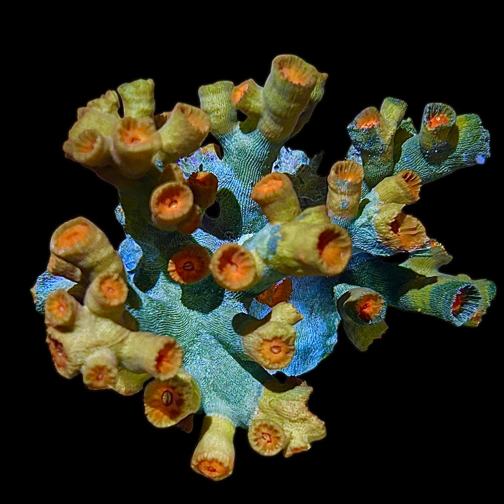 WYSIWYG Dendrophyllia-Coral Colony