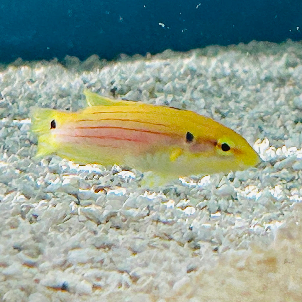 Aquarium Conditioned-Yellow Candy Hogfish
