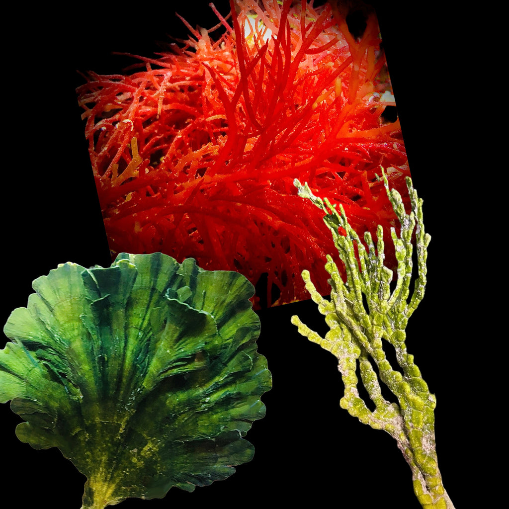 Macro Algae-3 Pack
