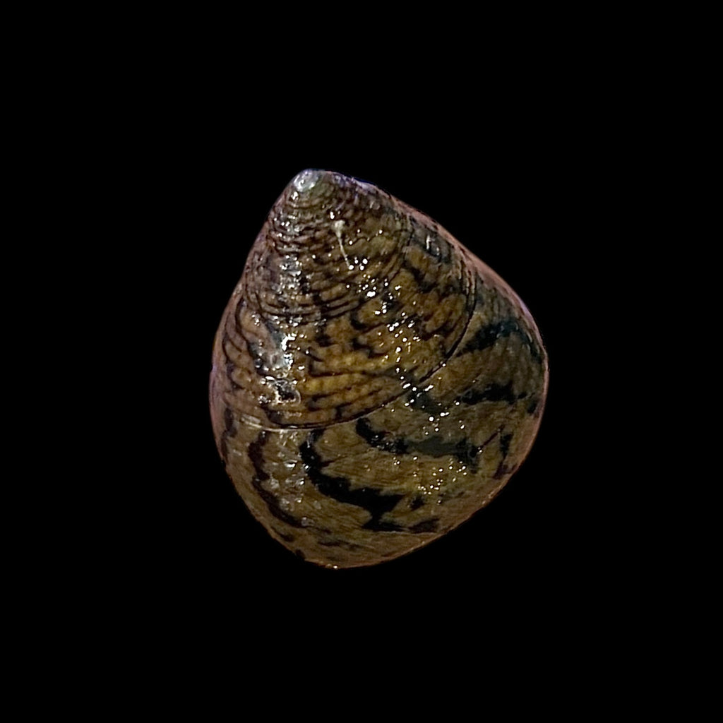 Cortez Stocky Trochus Snail (Amazing Algae Eaters!)