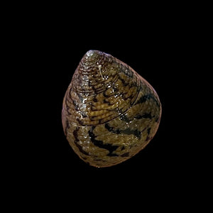 Cortez Stocky Trochus Snail (Amazing Algae Eaters!)