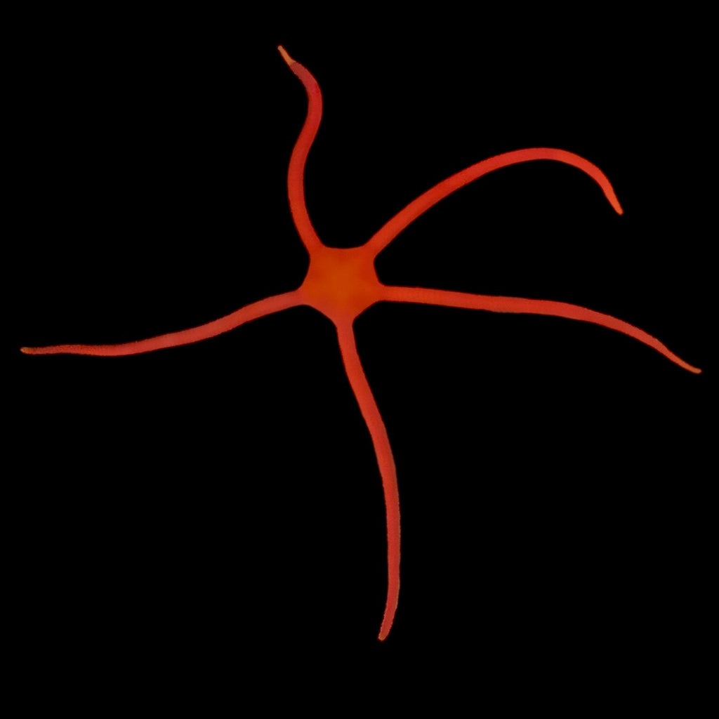 Caribbean Red Serpent Starfish
