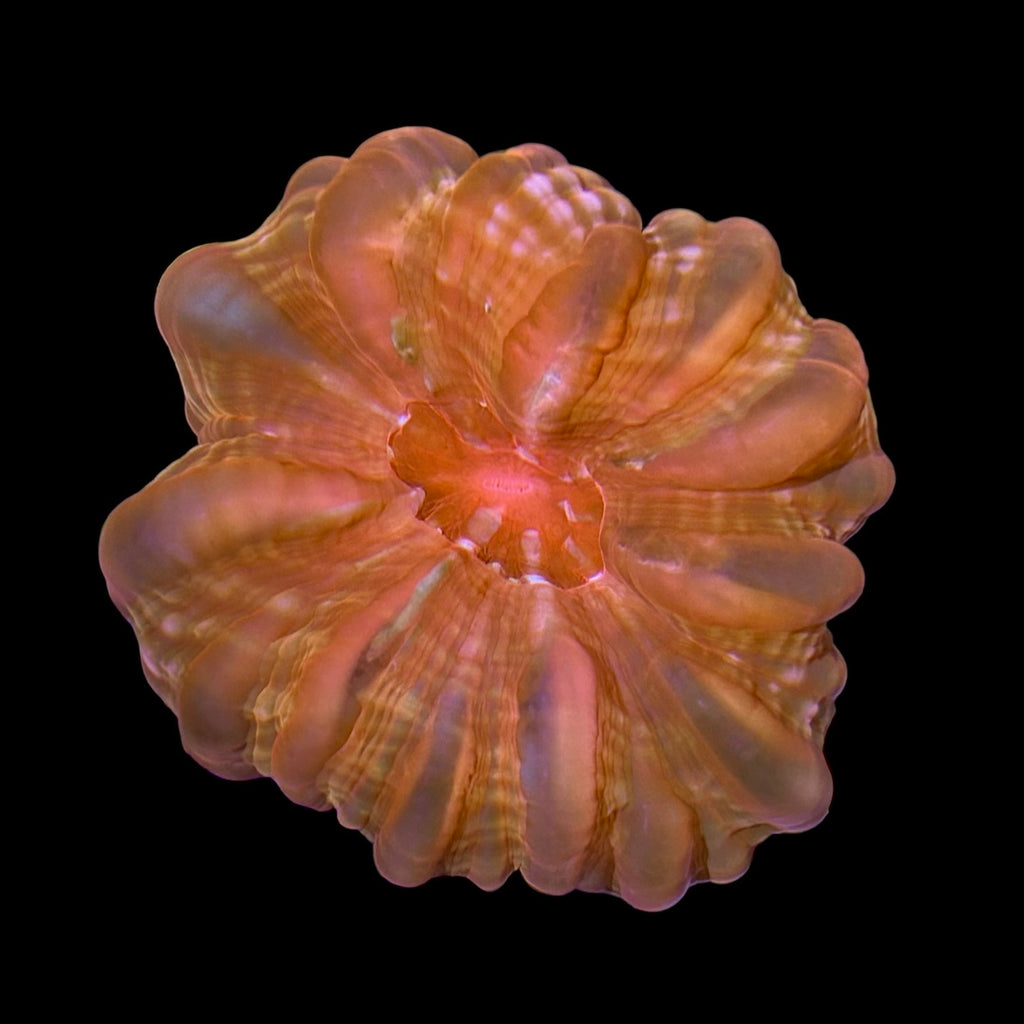 WYSIWYG-Bright Orange Cynarina Coral