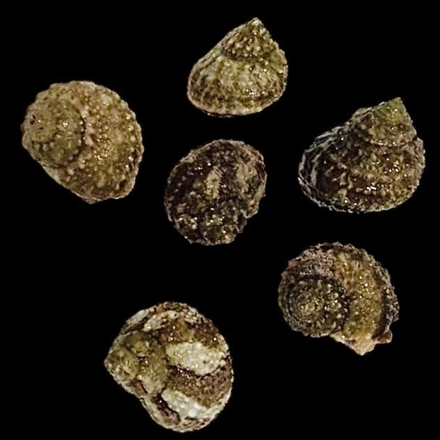 Stocky Chestnut Turbo Snail-Great Algae Eaters