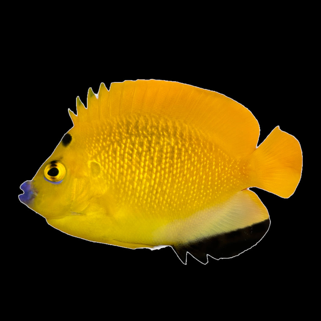 WYSIWYG Aquarium Conditioned-Flagfin Angelfish