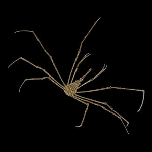 Arrow Crab