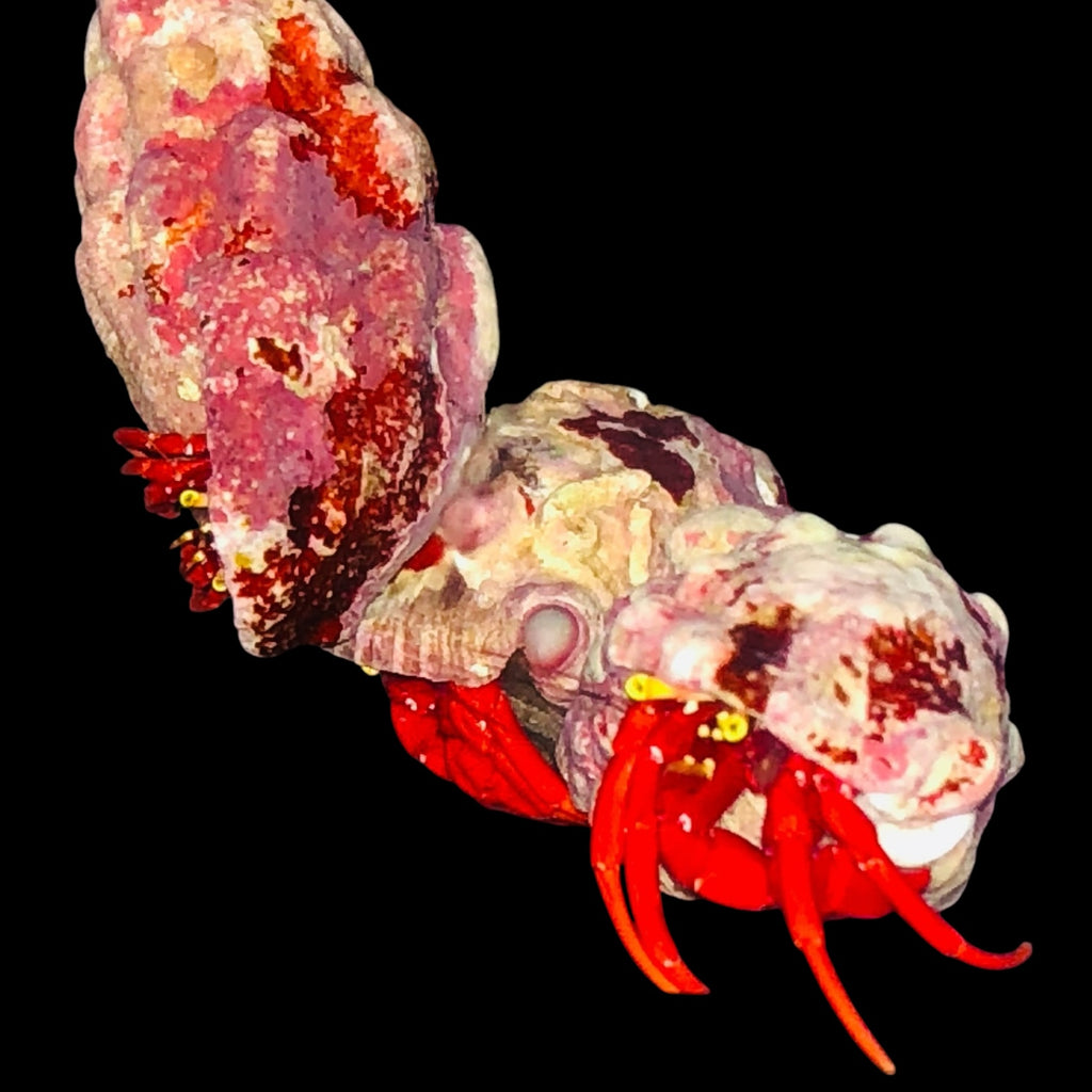 Halloween Special-6 Pack Scarlet Hermit Crabs