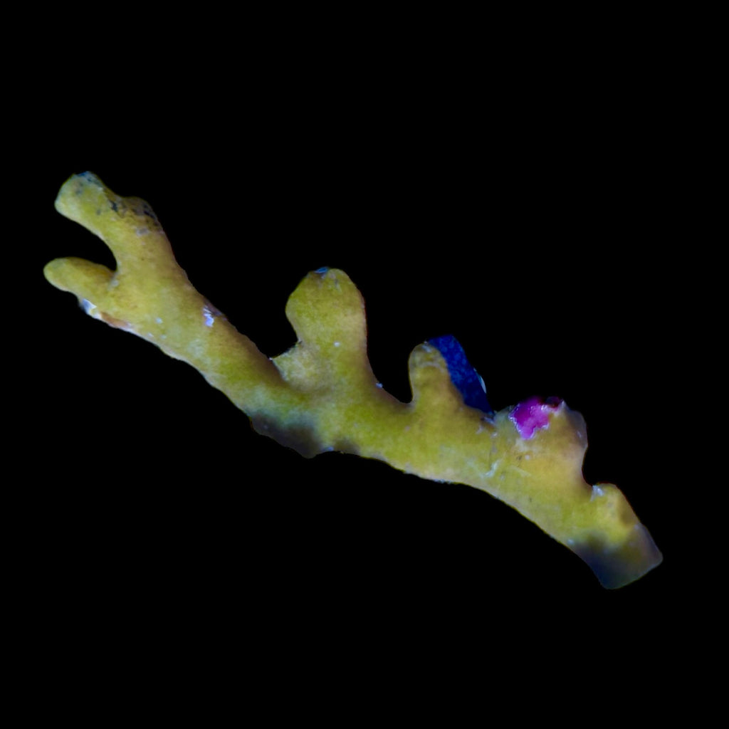 Indonesian Yellow Lace Coral-Frag