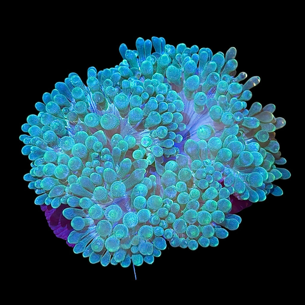 Green Bubble Tip Anemone