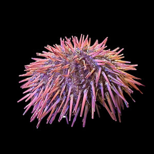 Purple Pincushion Urchin