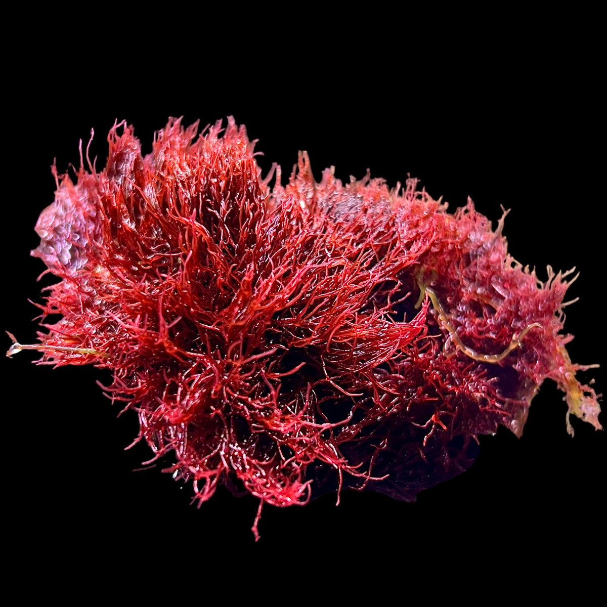 Red Mat Macroalgae – Alyssa's Seahorse Savvy