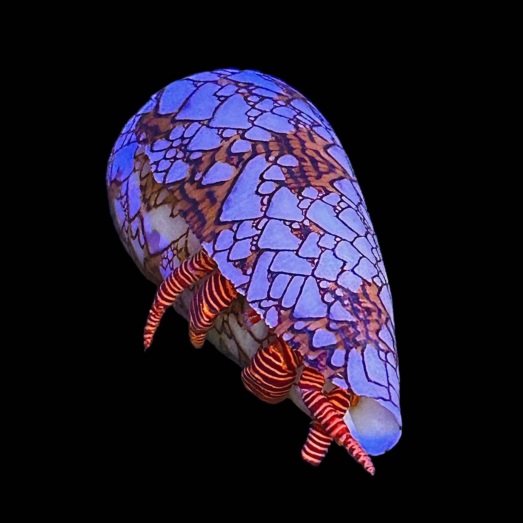 Halloween Hermit Crab – Alyssa's Seahorse Savvy