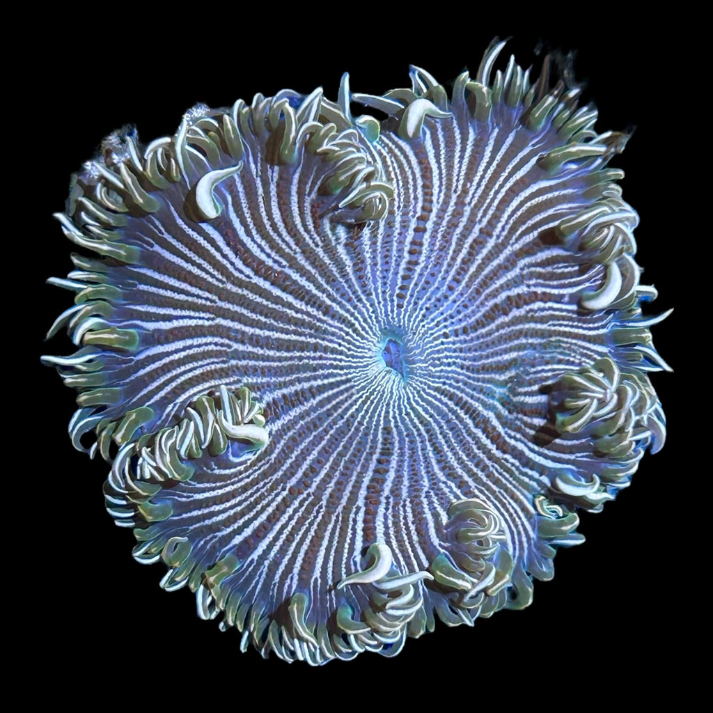 WYSIWYG Zebra Rock Flower Anemone