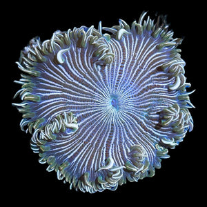 WYSIWYG Zebra Rock Flower Anemone