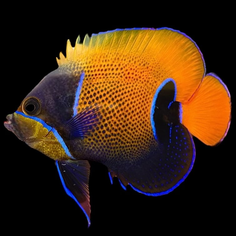 Aquarium Conditioned- Majestic Blue Gridled Angelfish