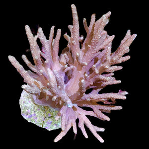 WYSIWYG Sinularia Leather Coral