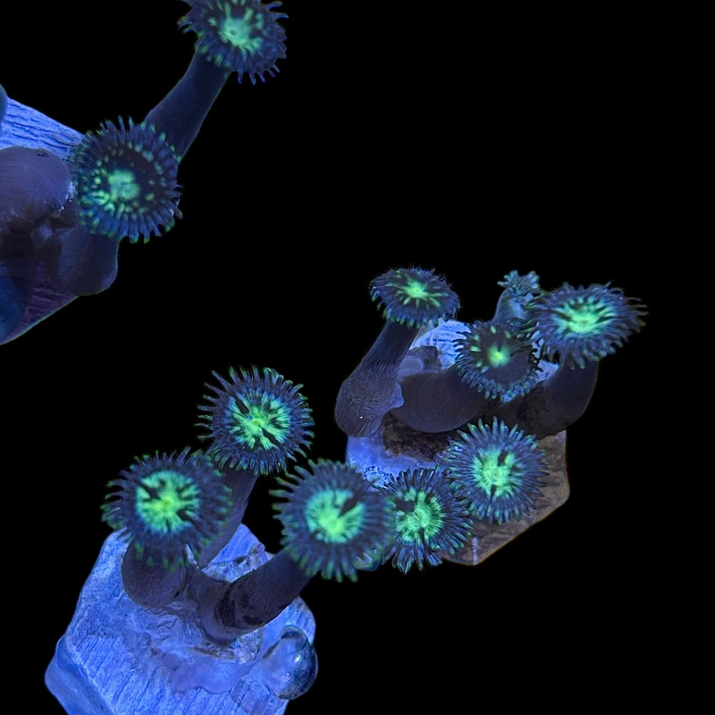 Blue Caribbean Zoanthid-Frag