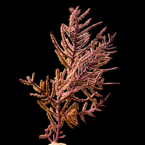 Purple Frilly Gorgonian-Photosynthetic