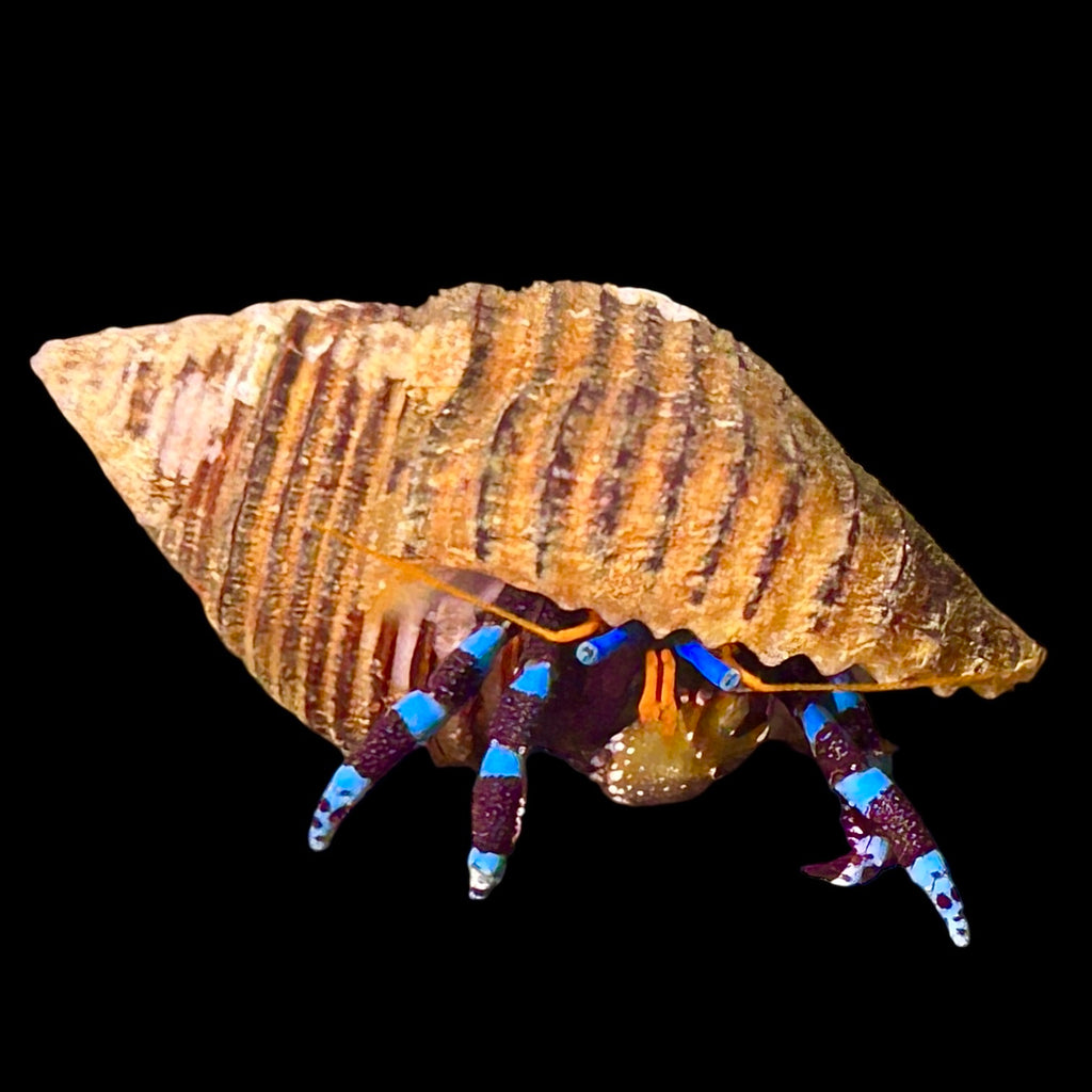 Electric Blue Hermit Crab