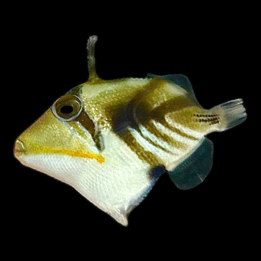 Aquarium Conditioned-Picasso Triggerfish (Small Juvenile)