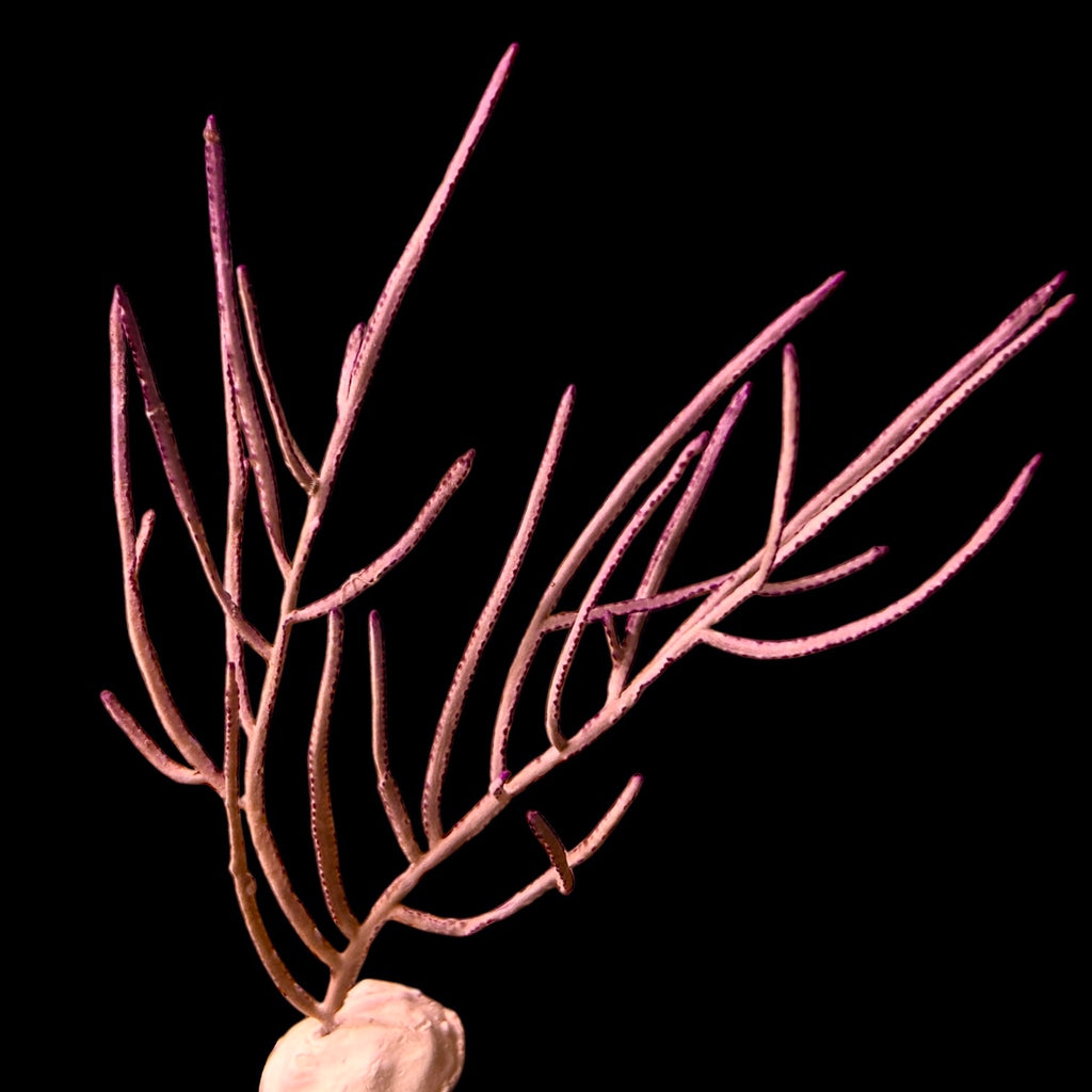 Purple Lace Gorgonian-Photosynthetic