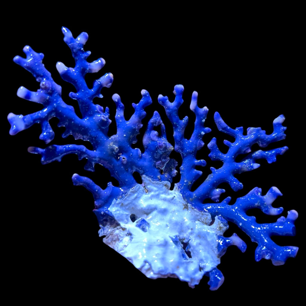 WYSIWYG Indonesian Blue Lace Coral