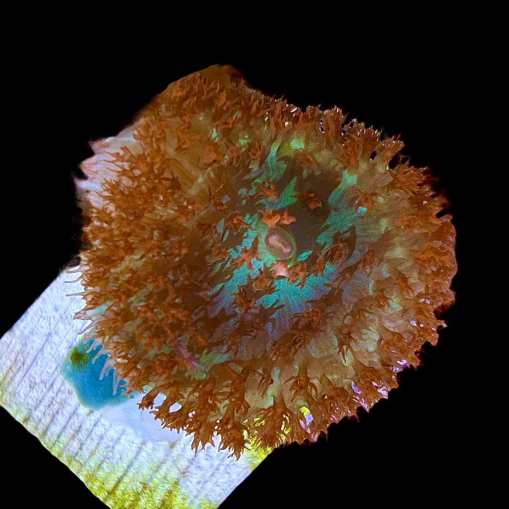 WYSIWYG Red St. Thomas Mushroom Coral