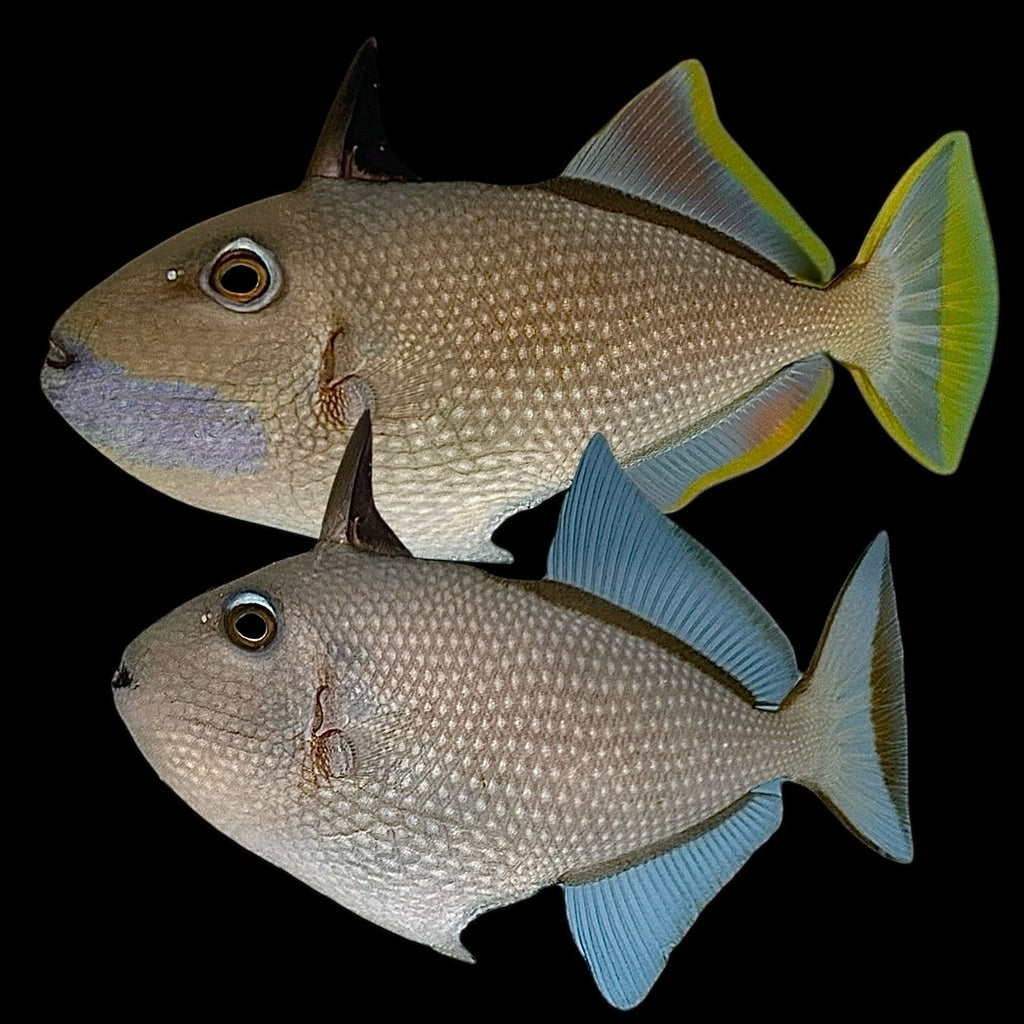 Aquarium Conditioned-Blue Throat Triggerfish Pair (WYSIWYG)