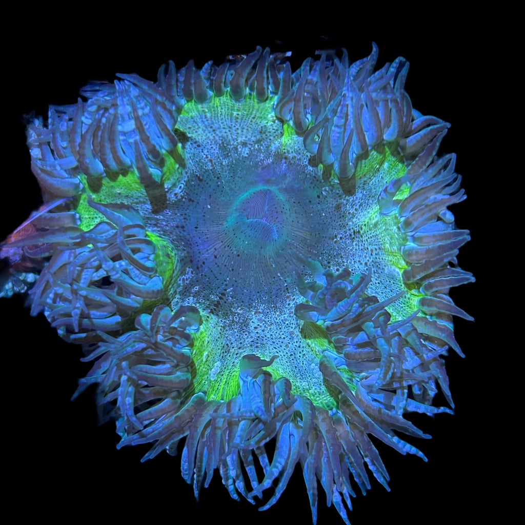 WYSIWYG Neon Rim Haitian Rock Flower Anemone